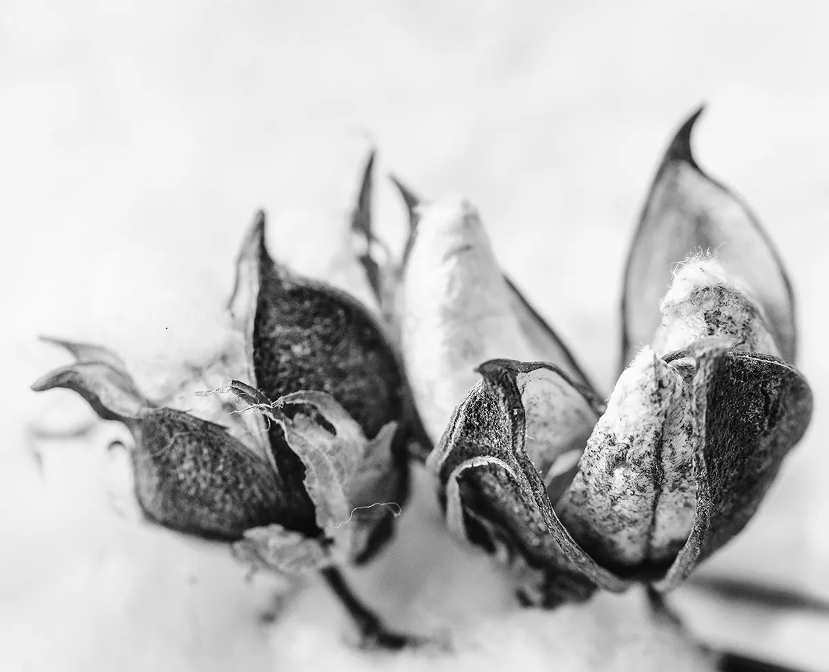 Designer Concierge CottonClose Up