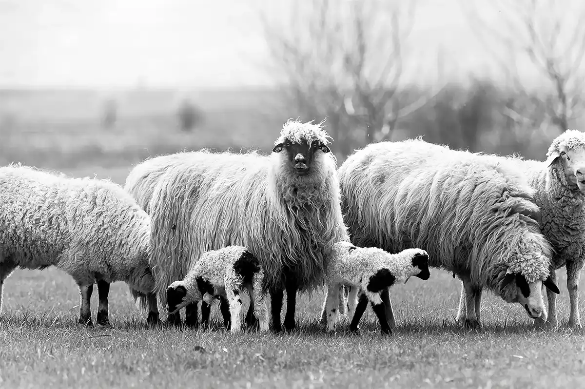 Designer Concierge Wool