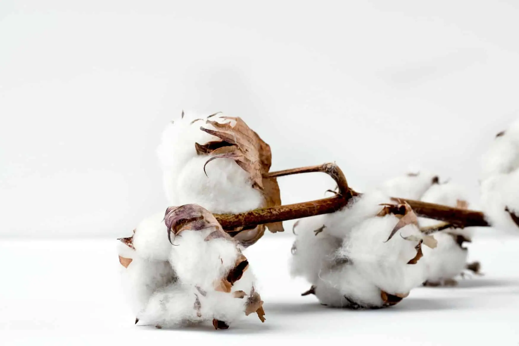 Natural and Organic Cotton