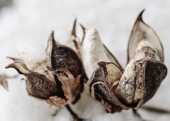 Our Collections cotton