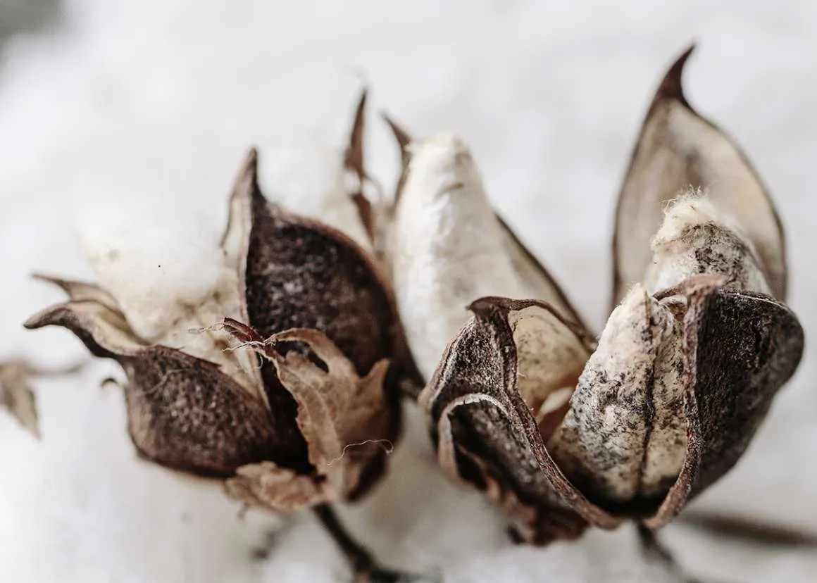 Our Collections cotton