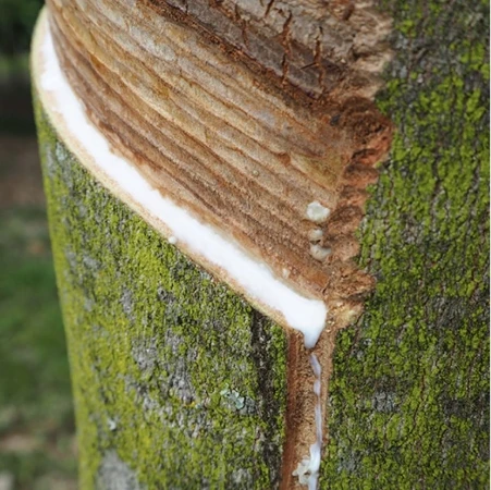 Spring Sleep Event Rectangle 2844